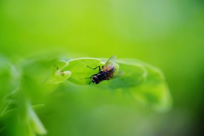 Close-up of fly on leaf