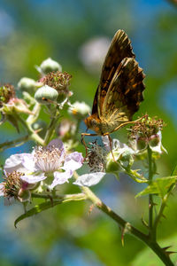 Close-up of butterfly pollinating on flower