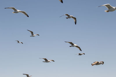 Low angle view of seagulls flying