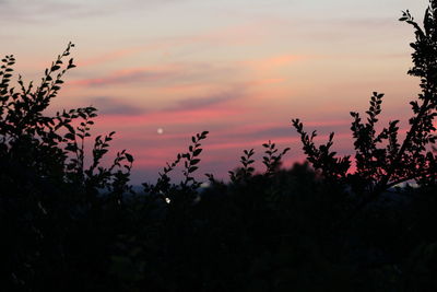 Silhouette plants against sky during sunset