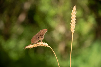 Close-up of bird perching on plant