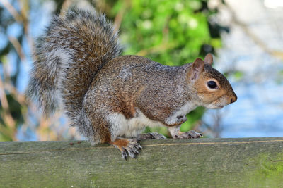 Close-up of a grey squirrel on a wooden fence 