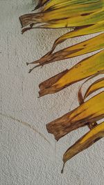 High angle view of leaf on table against wall