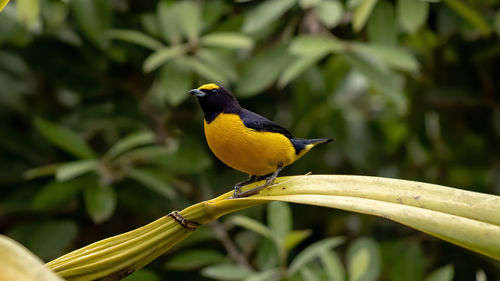 Close-up of bird perching on plant