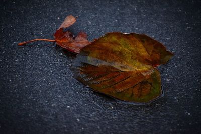Close-up of dry maple leaf on wet street during autumn