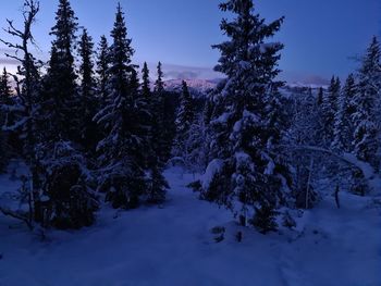 Trees on snow covered land against sky