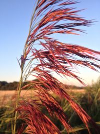 Close-up of plant