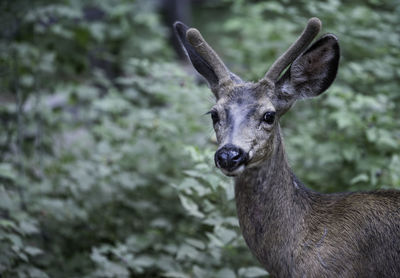 Portrait of deer