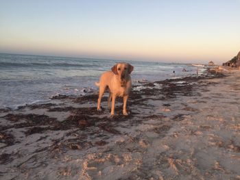 Dog on beach against sky during sunset