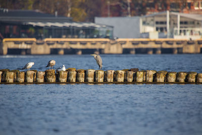 Birds perching on wood in lake