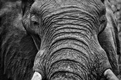 Close-up of african elephant at kruger national park