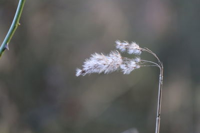 Close-up of wilted plant