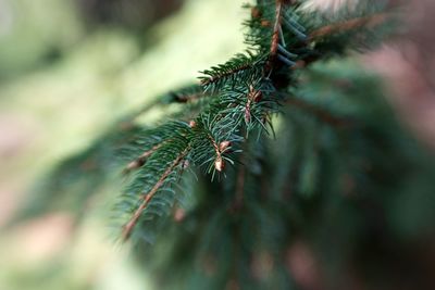 Close-up of pine tree