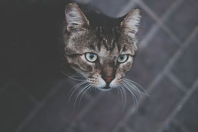 Close-up portrait of cat