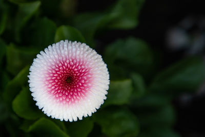 Close-up of pink flower