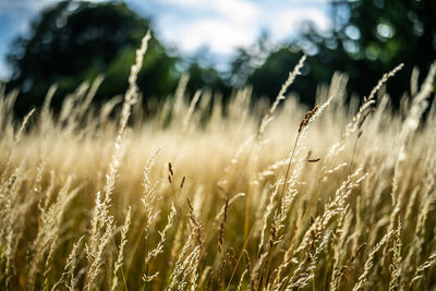 Close-up of stalks in field