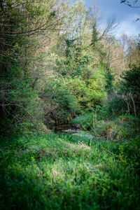 Trees growing on field