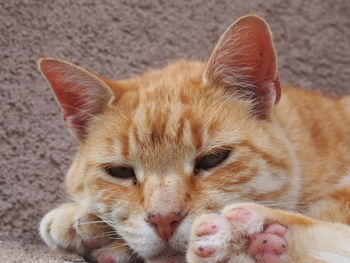 Portrait of ginger cat lying down