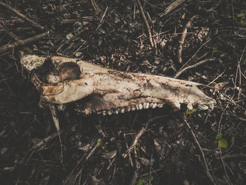 High angle view of animal skull on field
