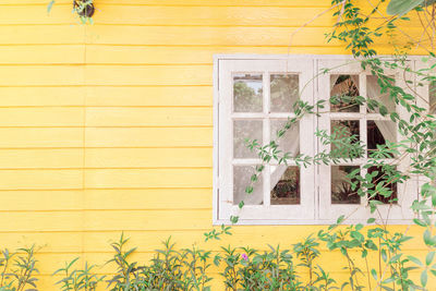 Yellow flowers on window of building