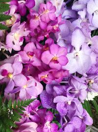 Close-up of pink flowers