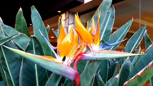 Close-up of multi colored flowering plant