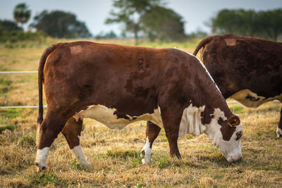 Cows grazing in a field