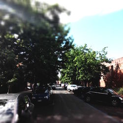 Road along trees