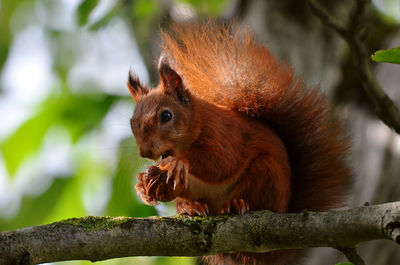 Close-up of squirrel on tree