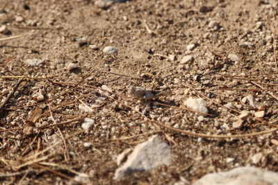 Close-up of ants on field