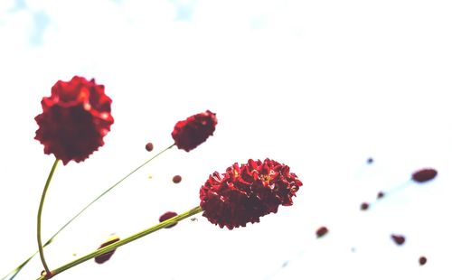 Low angle view of red flowers