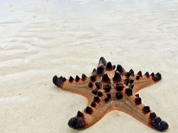 High angle view of starfish on beach