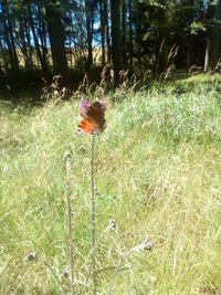 Bird on a field