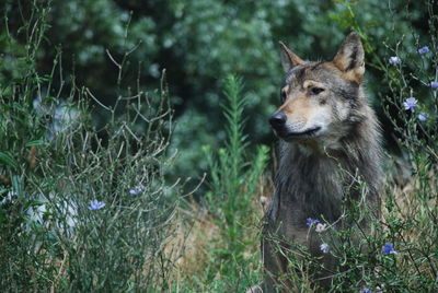 Wolf standing by plants on field
