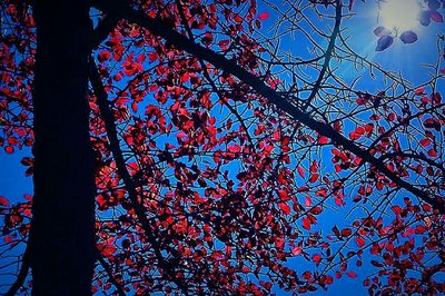 Low angle view of trees against sky