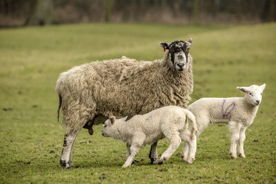 Portrait of sheep standing on field