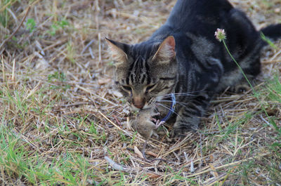 High angle view of a cat on field