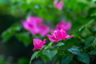 Close-up of pink flowering plant