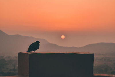 Bird silhouette in the rajasthan dusking idyllic sunset