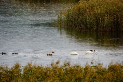 Swans swimming in a lake