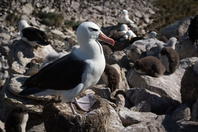 Close-up of seagulls perching on rocks