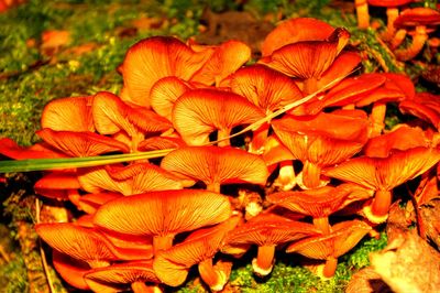 Close-up of orange flowers