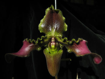 Close-up of flower head