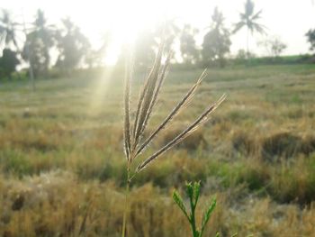 Close-up of stalks in field against sky