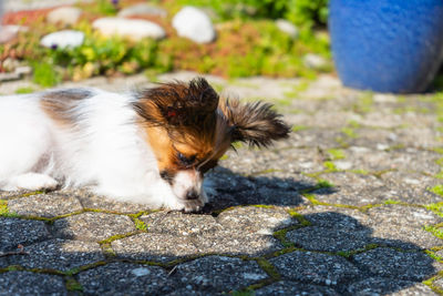 Close-up of a dog