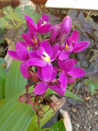 Close-up of flowers blooming outdoors