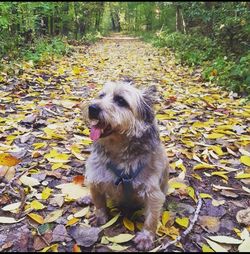 Dog on dry leaves on land