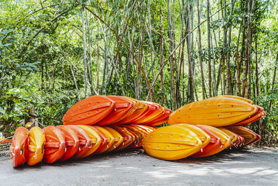 Close-up of orange pumpkins on tree