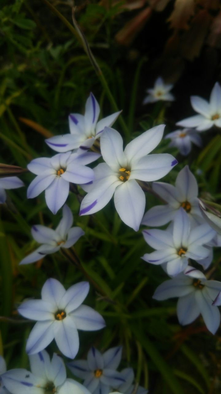 flower, freshness, growth, fragility, petal, white color, beauty in nature, blooming, flower head, nature, plant, focus on foreground, close-up, field, high angle view, purple, in bloom, day, blue, green color