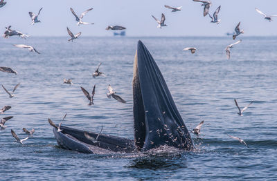 Seagulls flying by whale swimming in sea